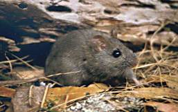 Hastings River Mouse copyright S Townley